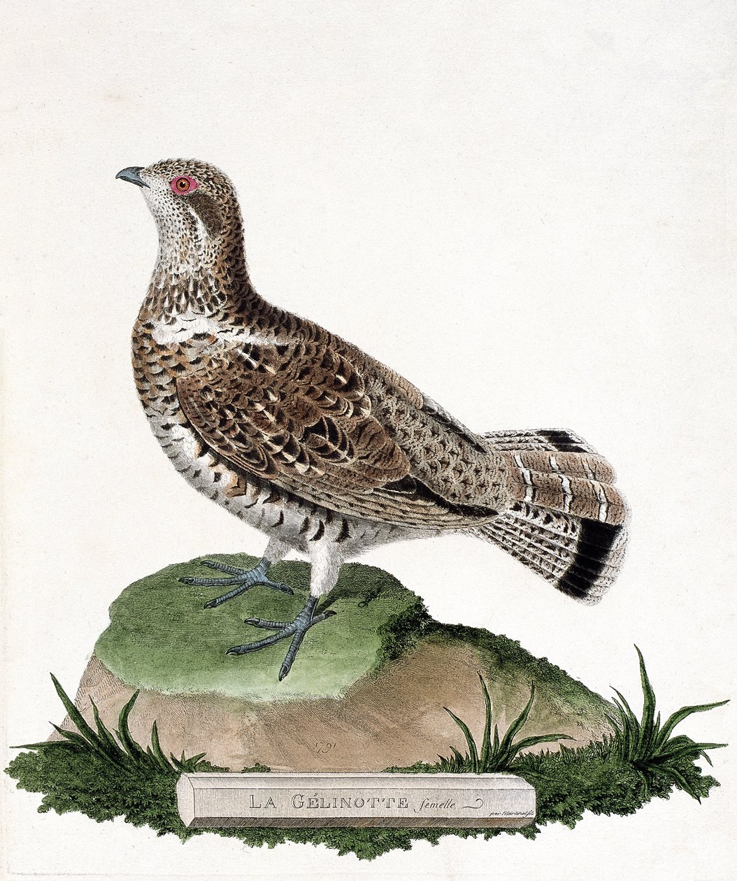 Zoological Chart (Ornithology): Female Gelinotte (Wood Gelinotte or Bonasia Bonasia). Illustration in 