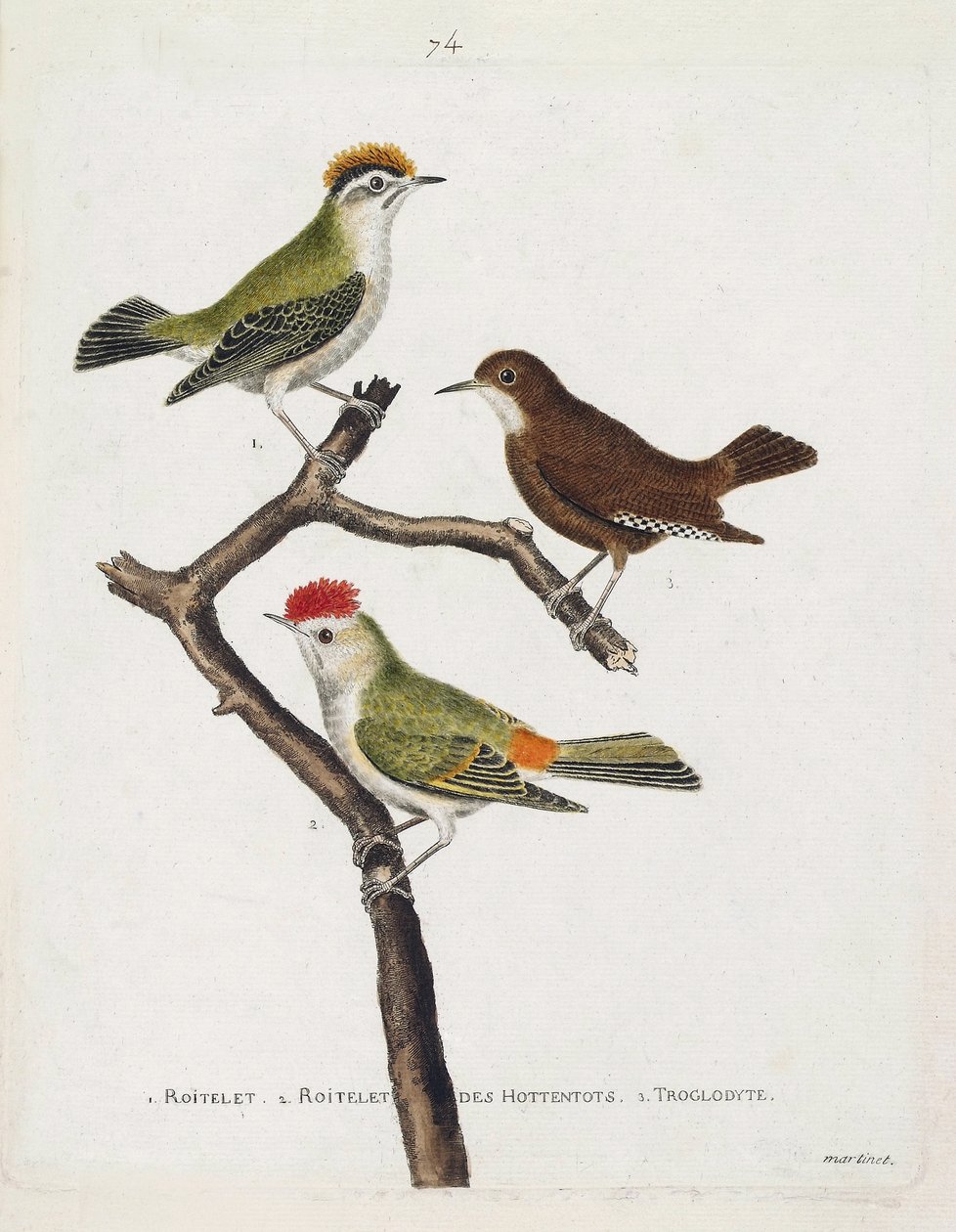 Zoological chart (ornithology). From top to bottom: roitelet (triple bandage or regulus ignicapilla), troglodyte (cute troglodyte or troglodyte) and roitelet of hottentots (ruby crown) on a branch. Illustration in 