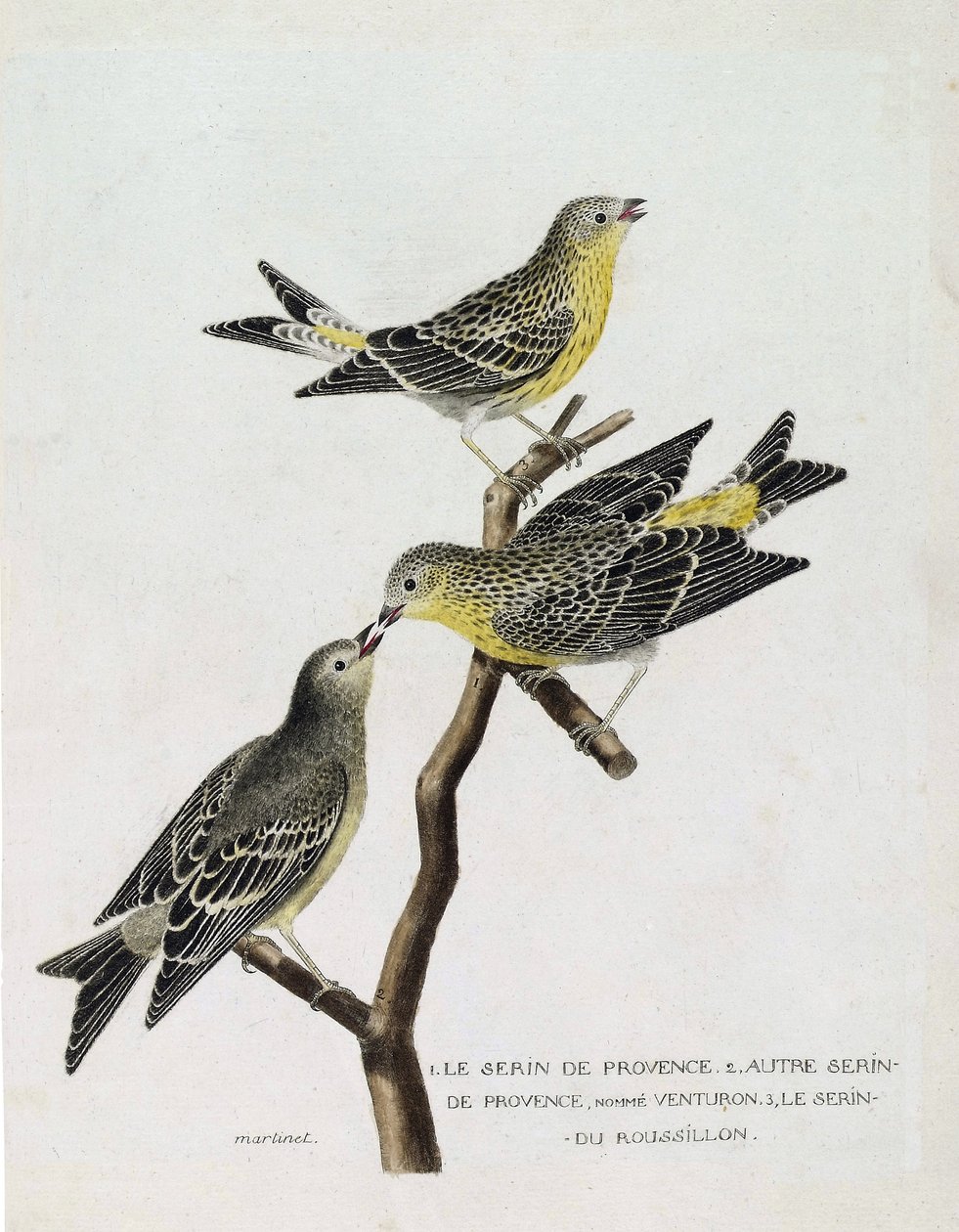 Zoological chart (ornithology): From top to bottom: serin du Roussillon on a branch, the serin de provence and other serin de provence. Illustration in 