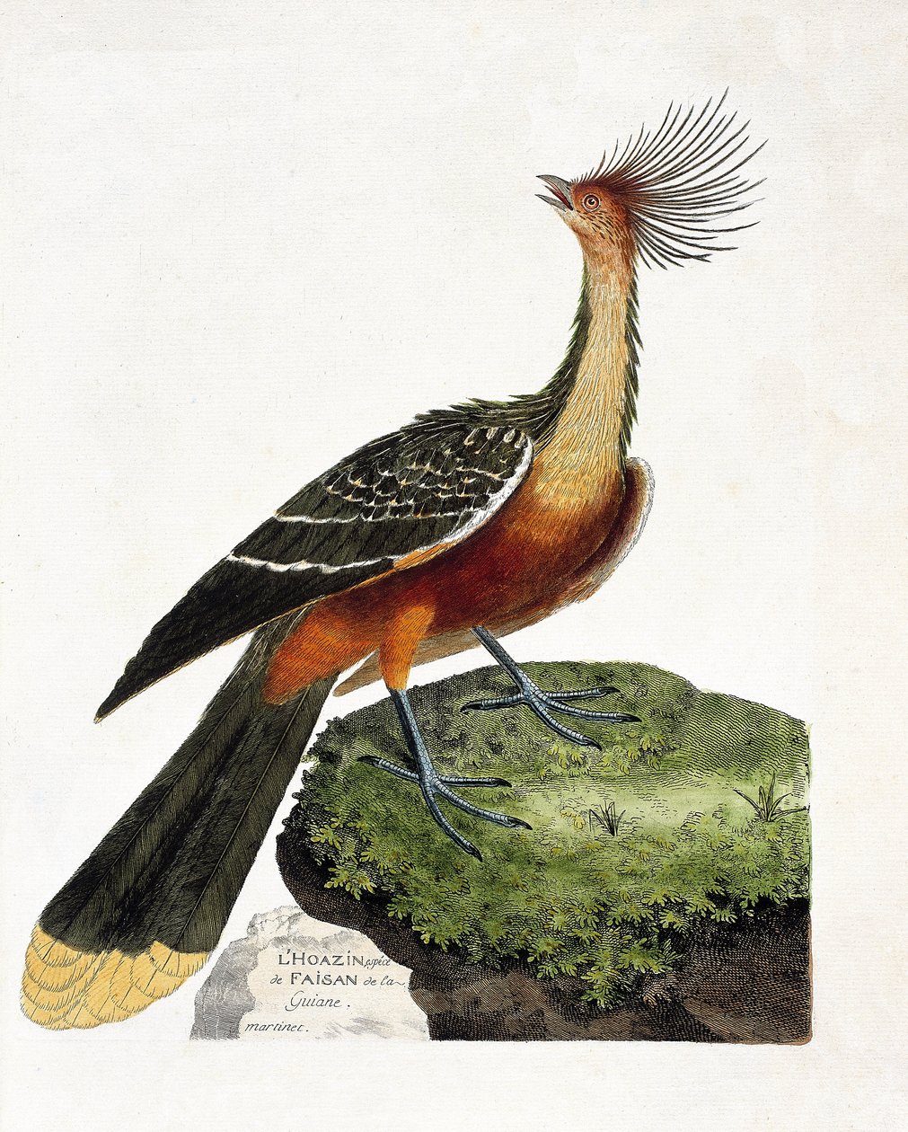 Zoological chart (ornithology): Hoazin (hoazin huppe or opisthocomus hoazin). Illustration in 