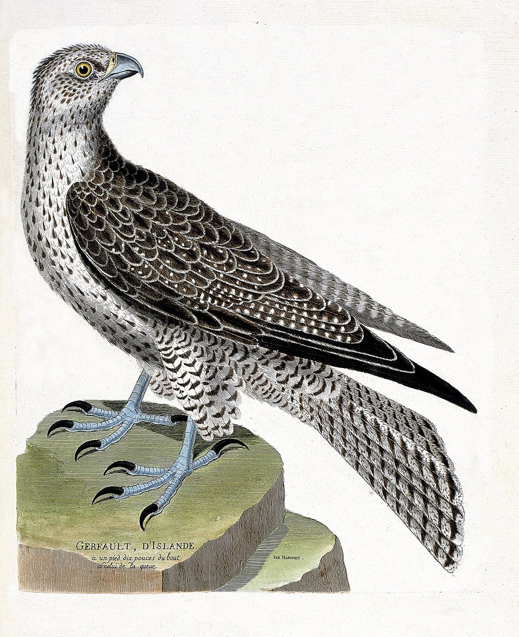 Zoological chart (ornithology): Icelandic gerfault (falco rusticolus). Illustration in 