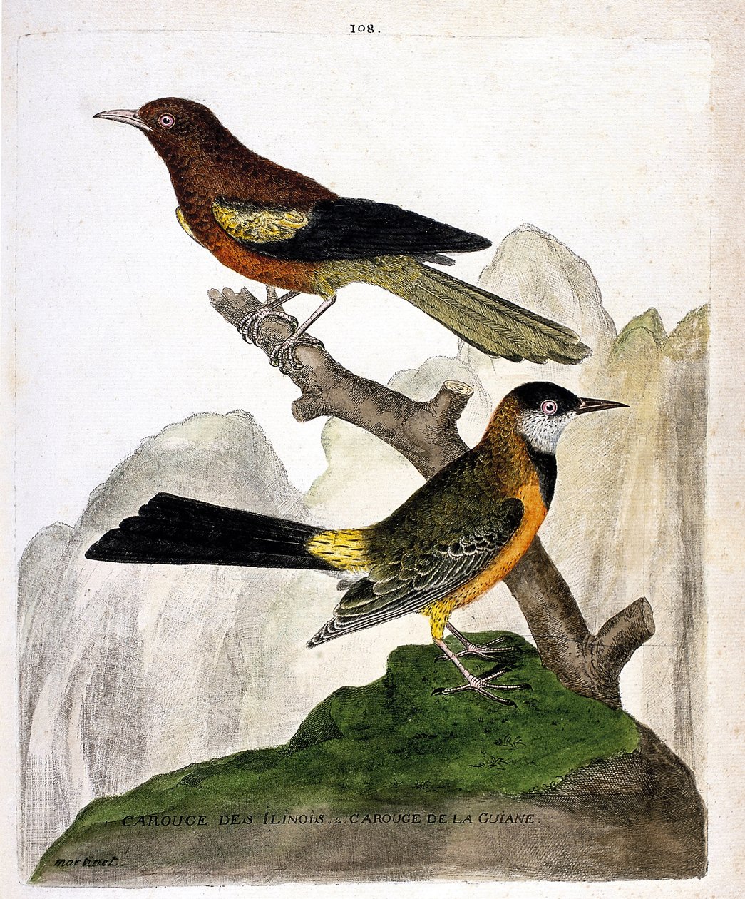 Zoological chart (ornithology): Ilinois Blackbird (Baltimore oriole or icterius bonana) and Guiana Blackbird (Martinique oriole or icterius bonana) on a branch. Illustration in 
