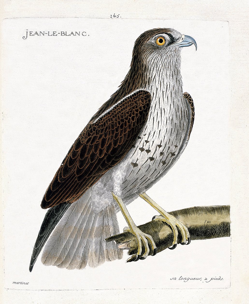 Zoological chart (ornithology): Jean-le-Blanc or Jean le Blanc (circaete Jean Le Blanc or circaetus gallicus) on a branch. Illustration in 