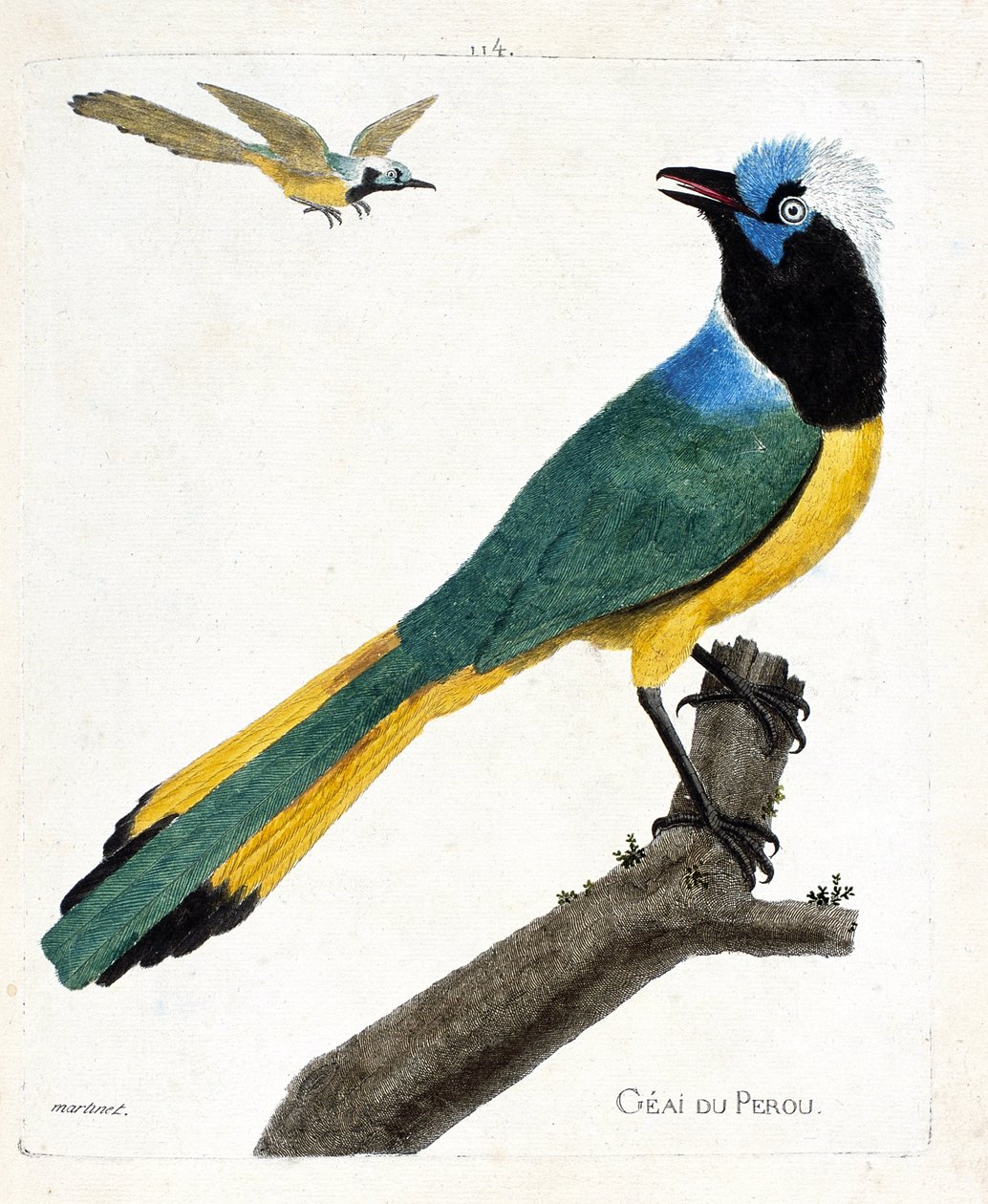 Zoological Chart (Ornithology): Perou Jay (Green Jay or Cyanocorax Yncas) on a Branch. Illustration in 