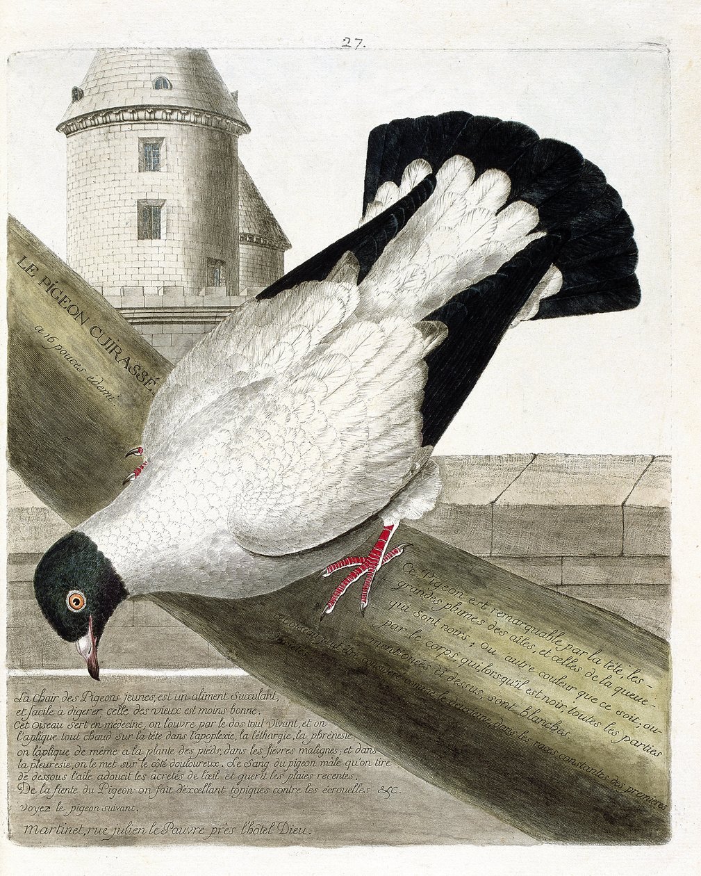Zoological chart (ornithology): The battleship pigeon (columba livia). Illustration in 