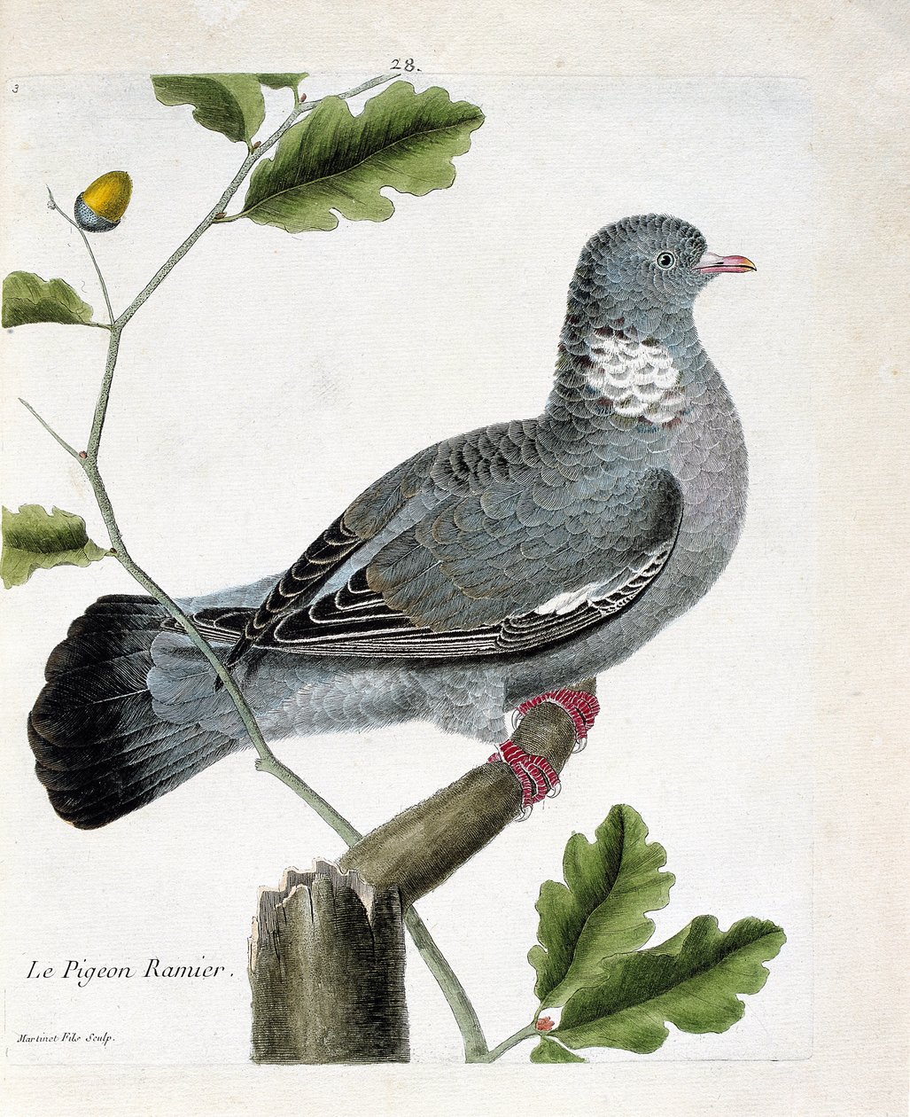 Zoological chart (ornithology): The branched pigeon (columba palumbus) on a branch. Illustration in 