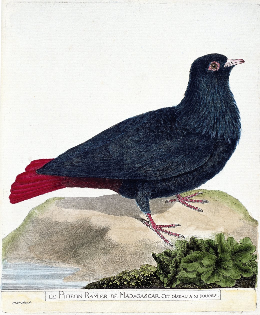 Zoological chart (ornithology): The branched pigeon of Madagascar. Illustration in 