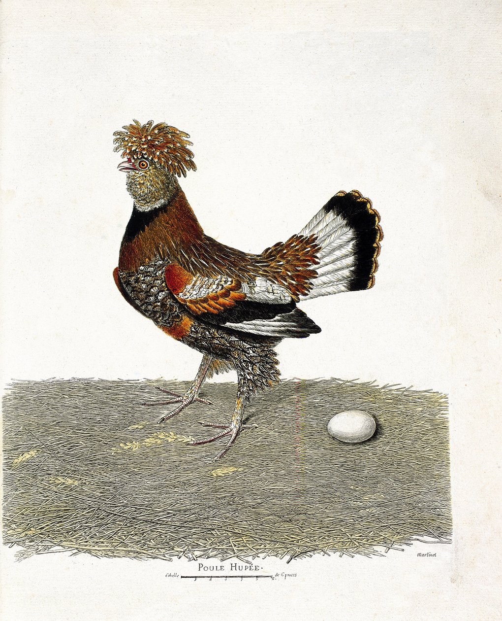 Zoological chart (ornithology): The chicken and its egg. Illustration in 