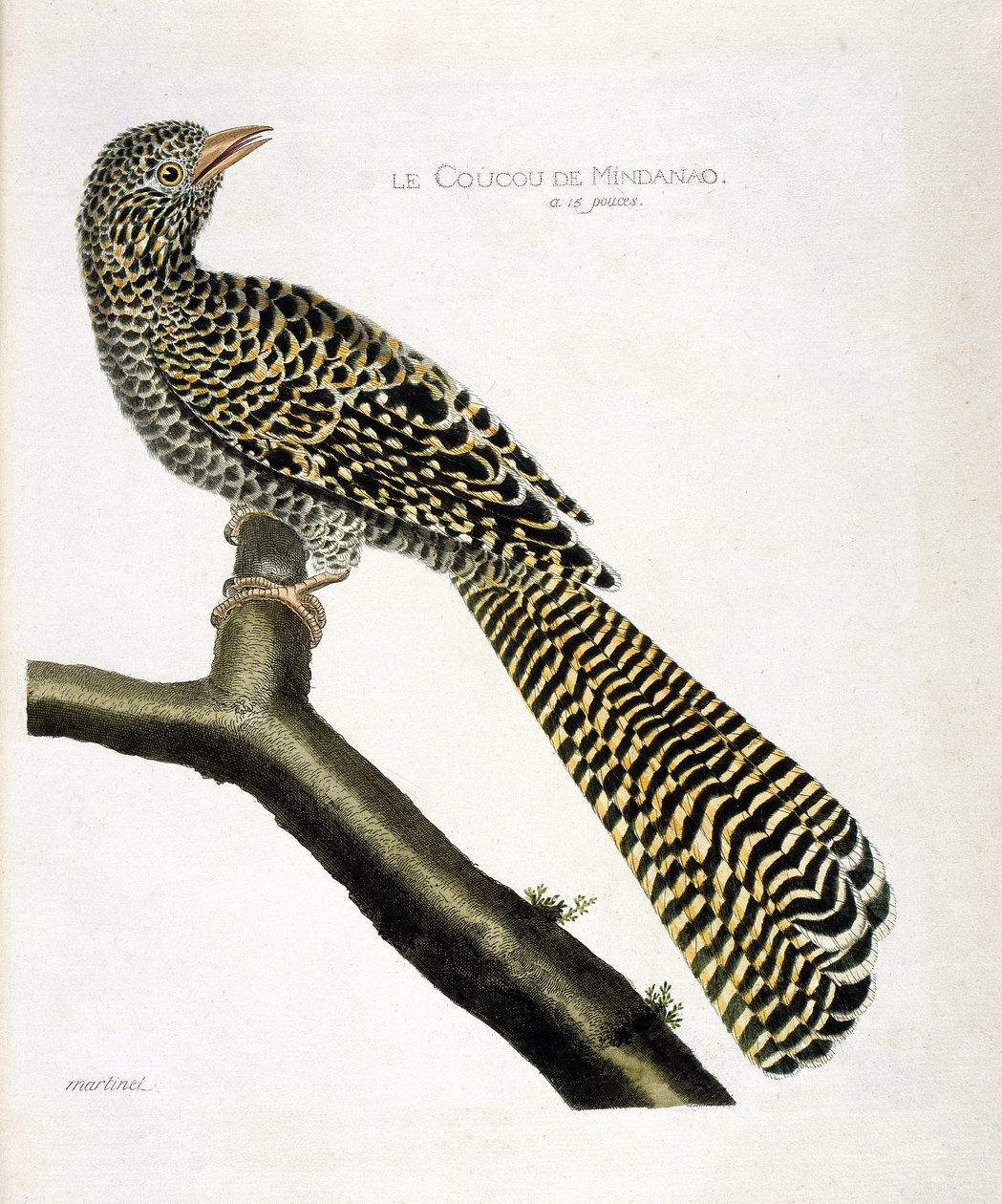 Zoological chart (ornithology): The cuckoo of Mindanao (koel cuckoo or Eudynamys scolopacea) on a branch. Illustration in 