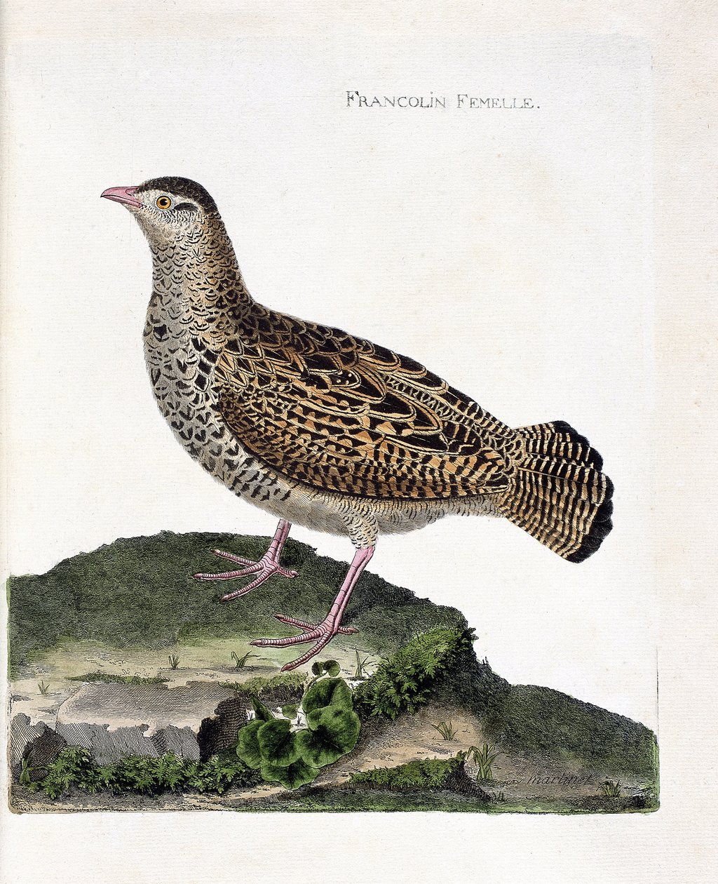 Zoological chart (ornithology): The female francolin. Illustration in 