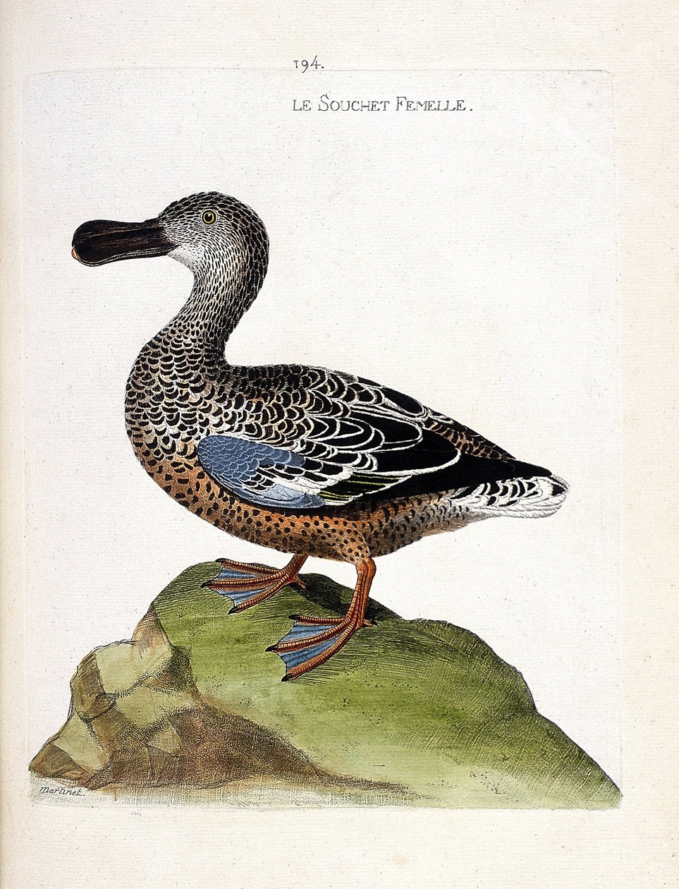 Zoological chart (ornithology): The female strain (duck or anas clypeata). Illustration in 