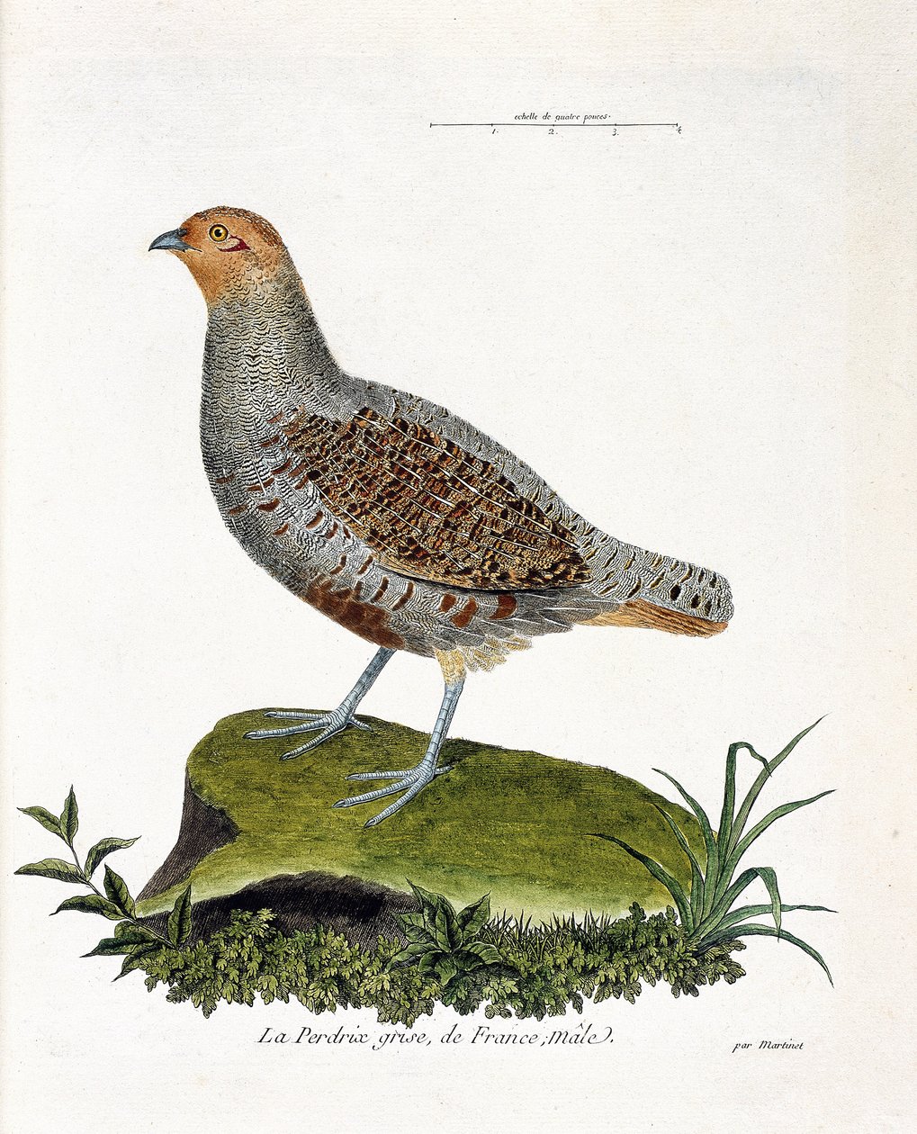 Zoological chart (ornithology): The gray partridge of France, male. Illustration in 