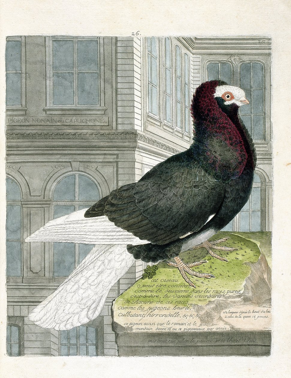 Zoological chart (ornithology): The nonan or capuchone pigeon. Illustration in 