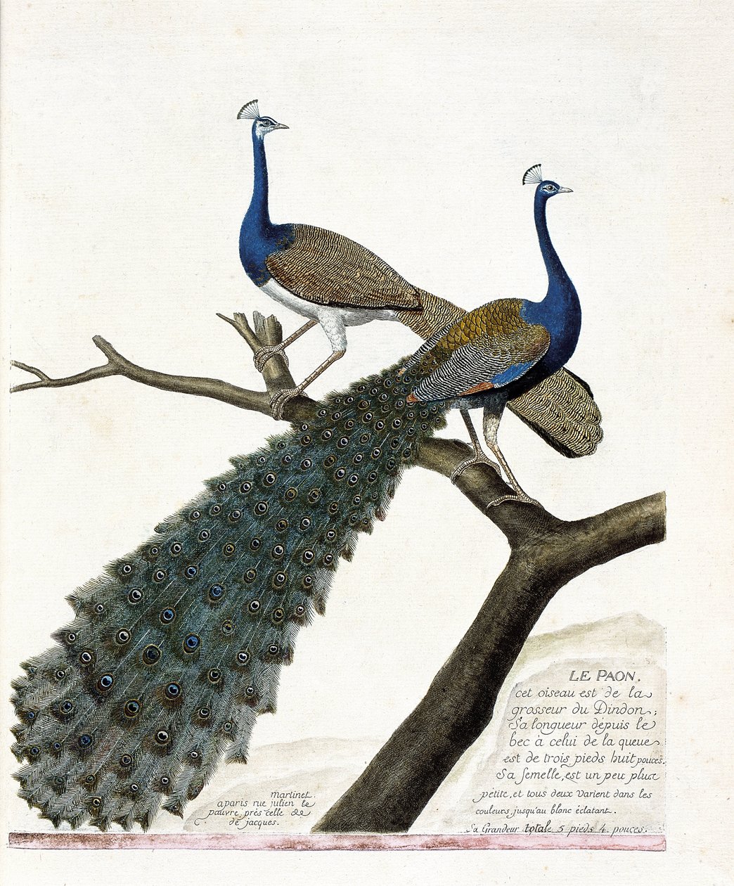 Zoological chart (ornithology): The peacock (blue peacock or pavo cristatus). Illustration in 