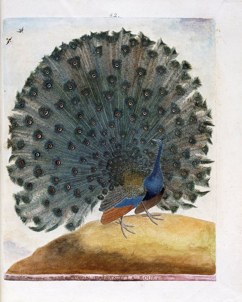 Zoological chart (ornithology): The peacock making the wheel (blue peacock or Pavo cristatus). Illustration in 