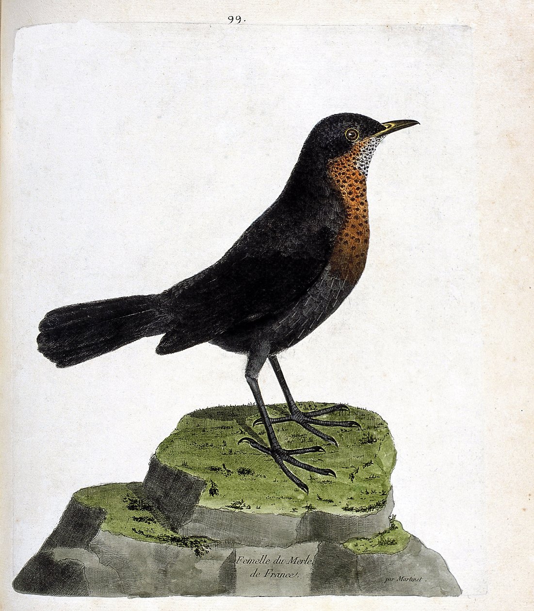 Zoological chart (ornithology): female blackbird (black blackbird or turdus merula). Illustration in 