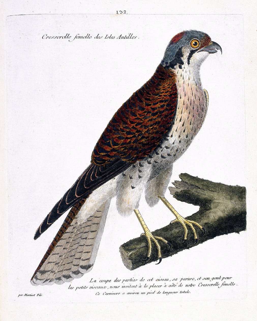 Zoological chart (ornithology): female cress of the Caribbean islands (American crecerella or falco sparverius) on a branch. Illustration in “The History of the Birds, Painted in Their Appearing and Sensitive Aspects” by Francois Nicolas Martinet