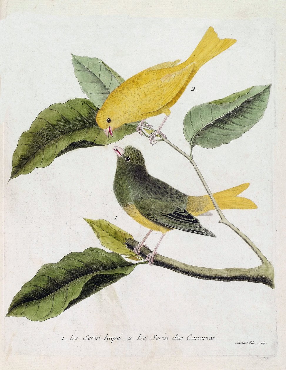 Zoological Chart (Ornithology): From Bottom to Top: The Serin Hupe (Serin des Canaries or Serinus Canaria) and the Serin des Canaries on a Branch. Illustration in 