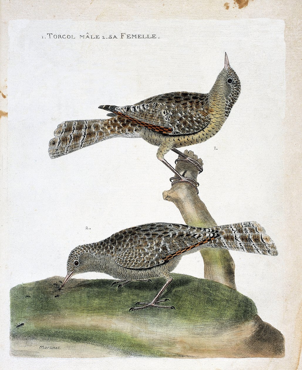 Zoological chart (ornithology): from top to bottom: The male torcol and its female (Torcol Fourmilier or Jynx torquilla). Illustration in 