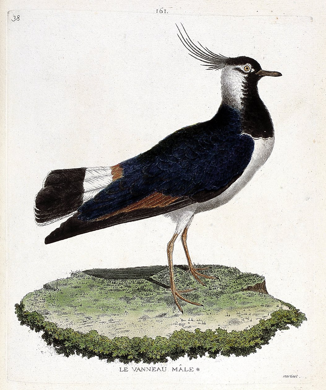 Zoological chart (ornithology): male lamb. Illustration in 