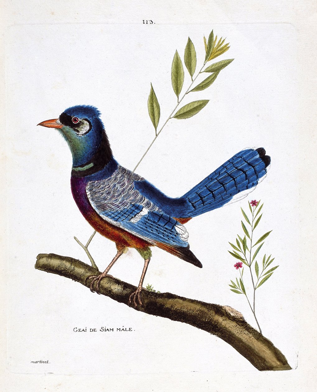 Zoological chart (ornithology): male siam jay (blue jay or cyanocitta cristata) on a branch. Illustration in “The History of the Birds, Painted in Their Appearing and Sensitive Aspects” by Francois Nicolas Martinet