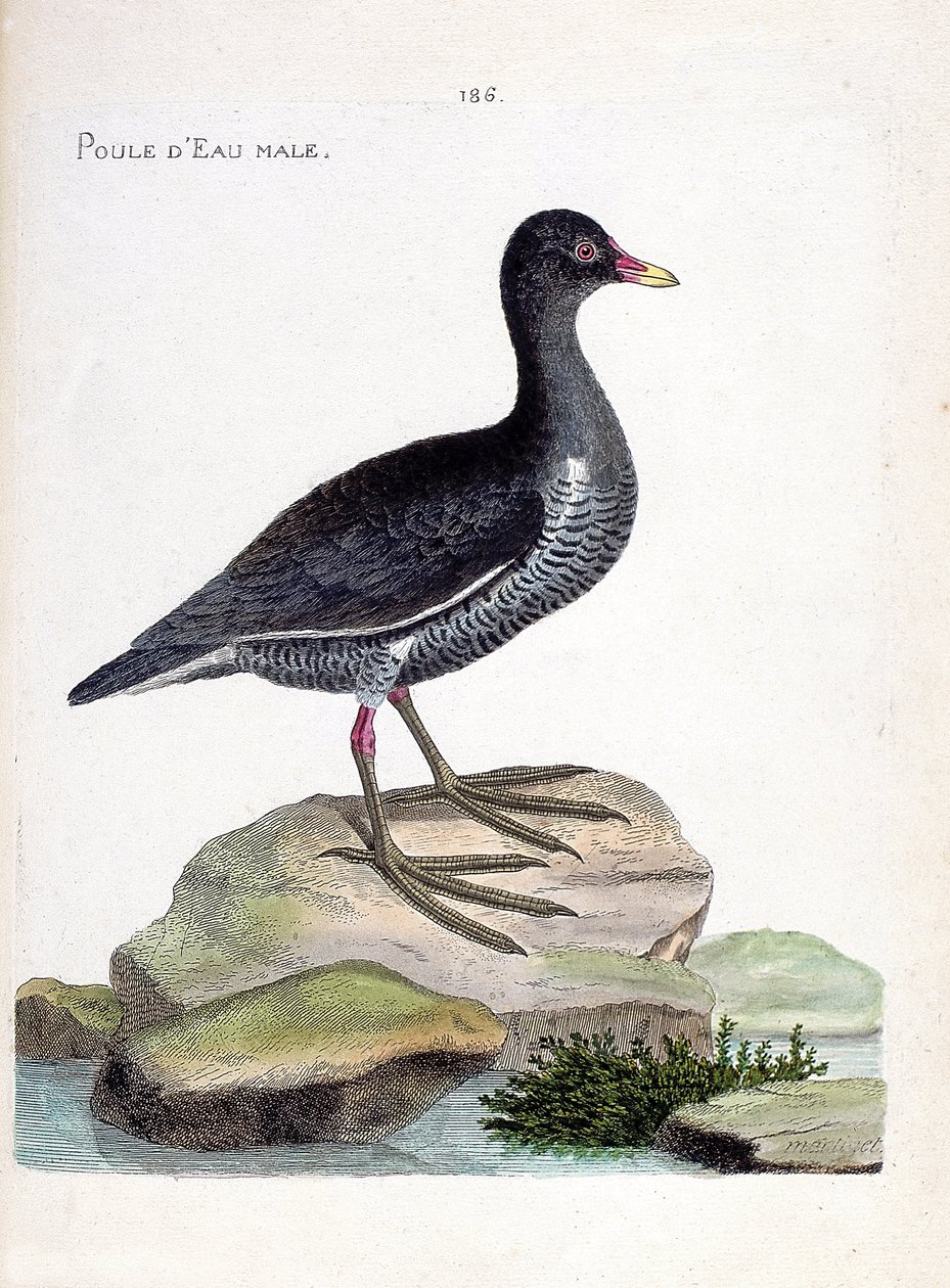 Zoological chart (ornithology): male waterhen (gallinula chloropus). Illustration in 