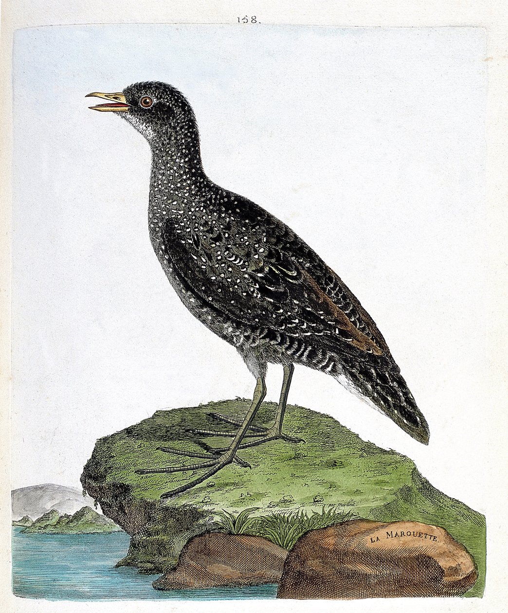 Zoological chart (ornithology): spot marouette or porzana porzana. Illustration in 