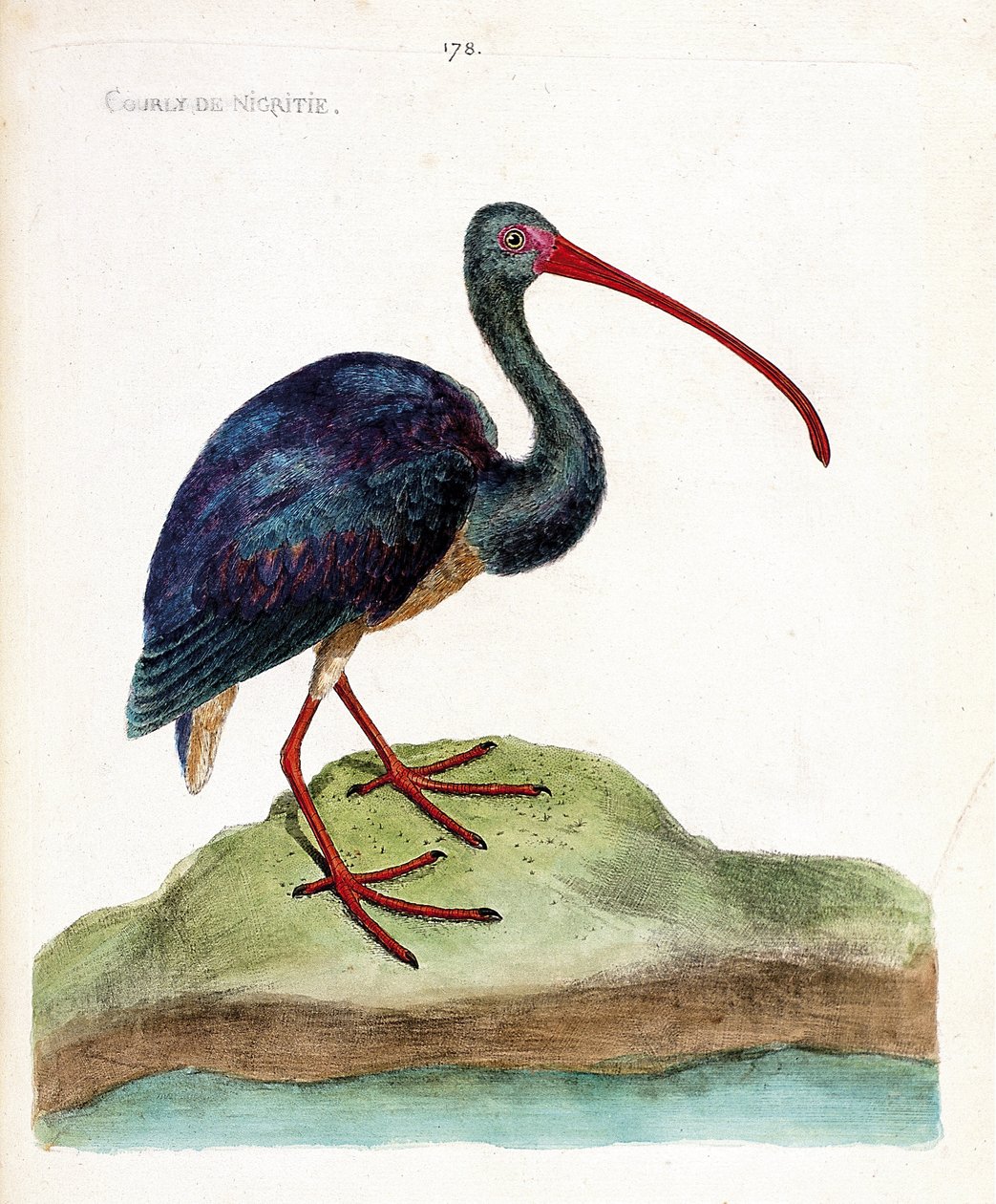 Zoological chart (ornithology): nigritie