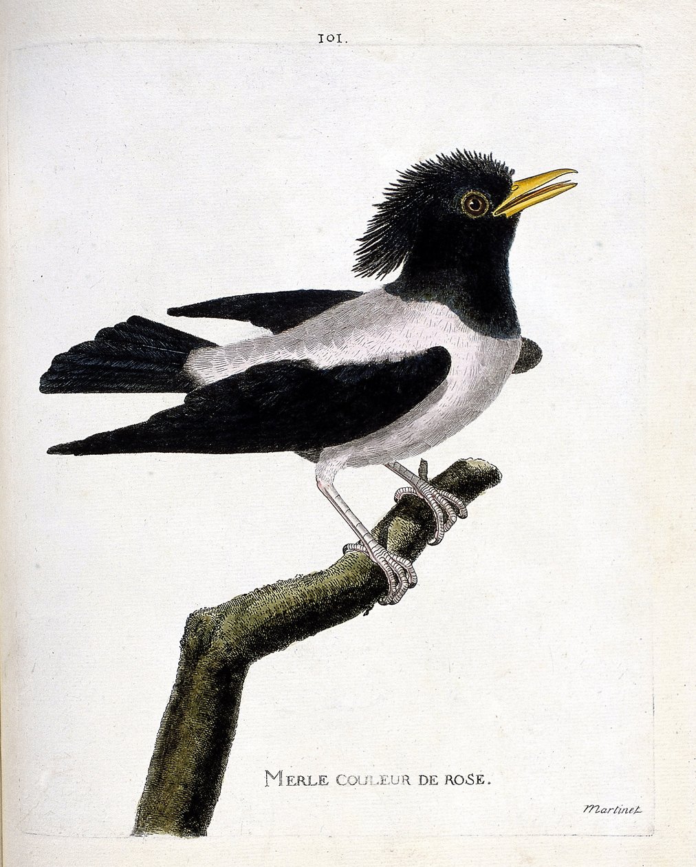 Zoological chart (ornithology): pink blackbird (reddish starling or sturnus roseus) on a branch. Illustration in 