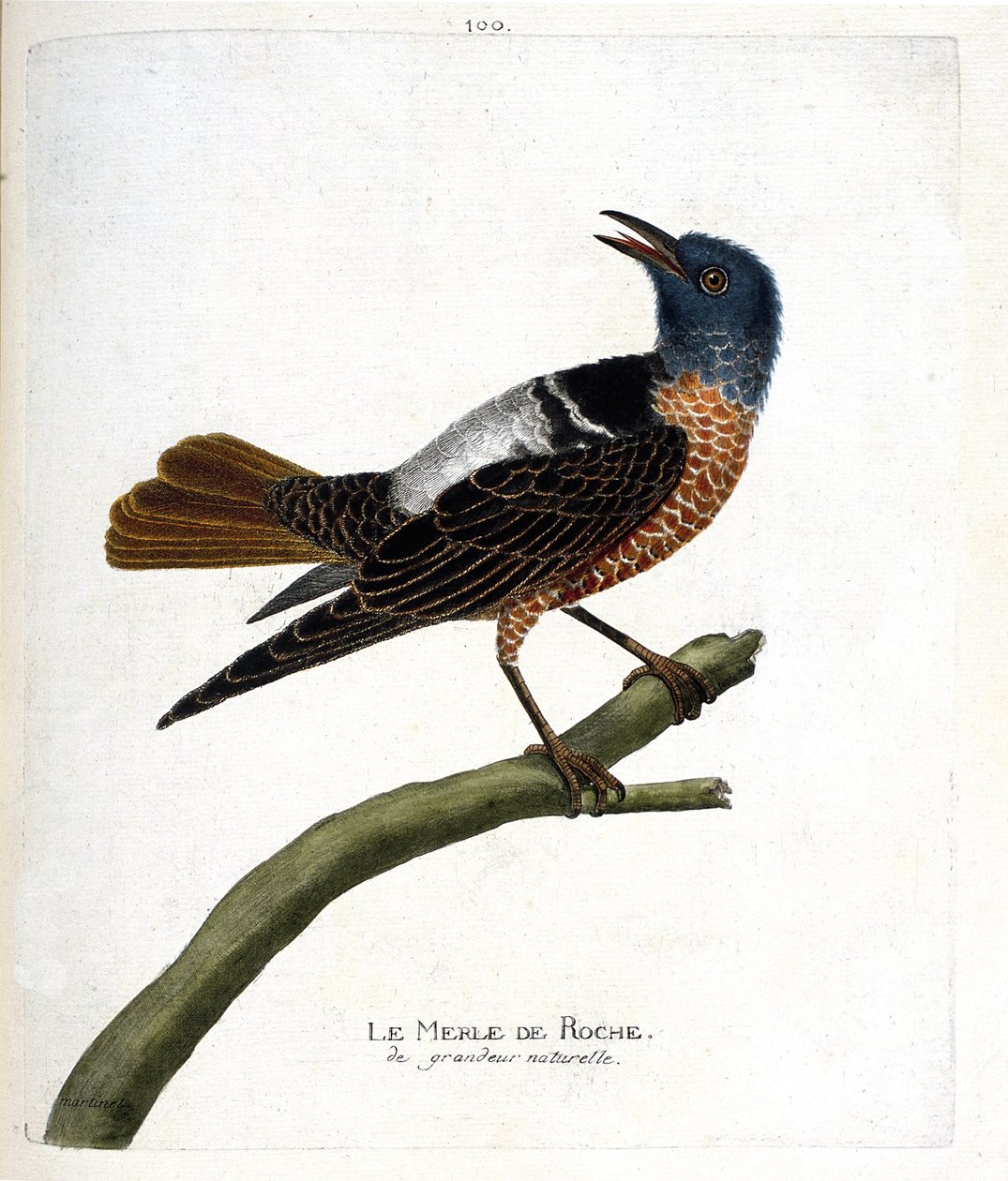 Zoological chart (ornithology): rock blackbird. Illustration in 