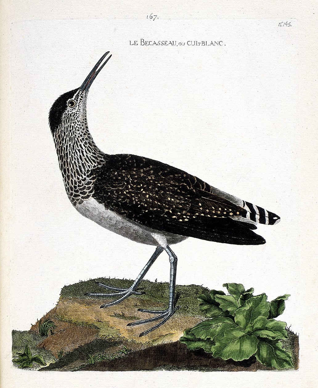 Zoological chart (ornithology): the beak or cul-blanc (white butt, culblanc knight or Tringa ochropus). Illustration in 