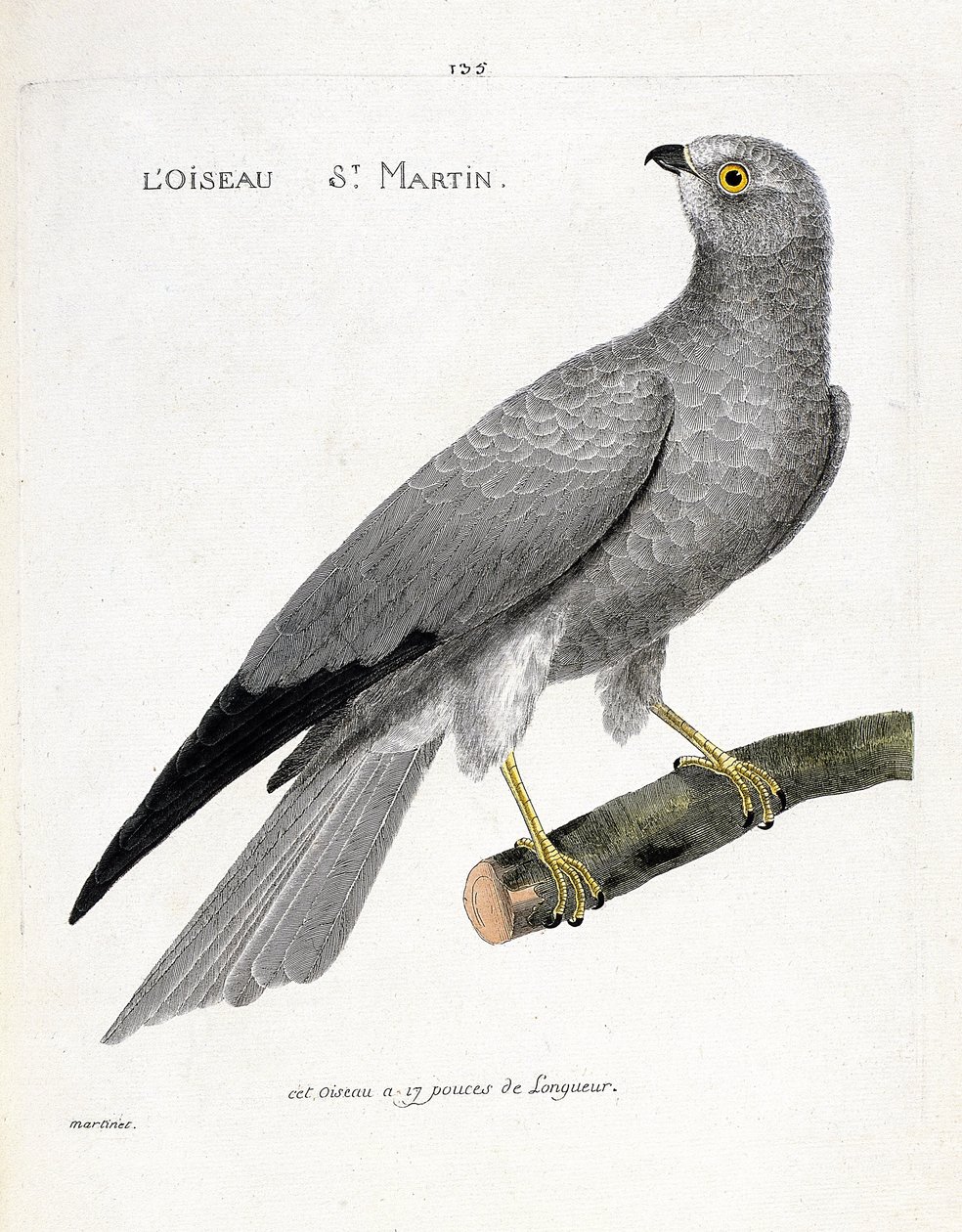 Zoological chart (ornithology): the bird saint martin (busard saint martin or circus cyaneus) on a branch. Illustration in 