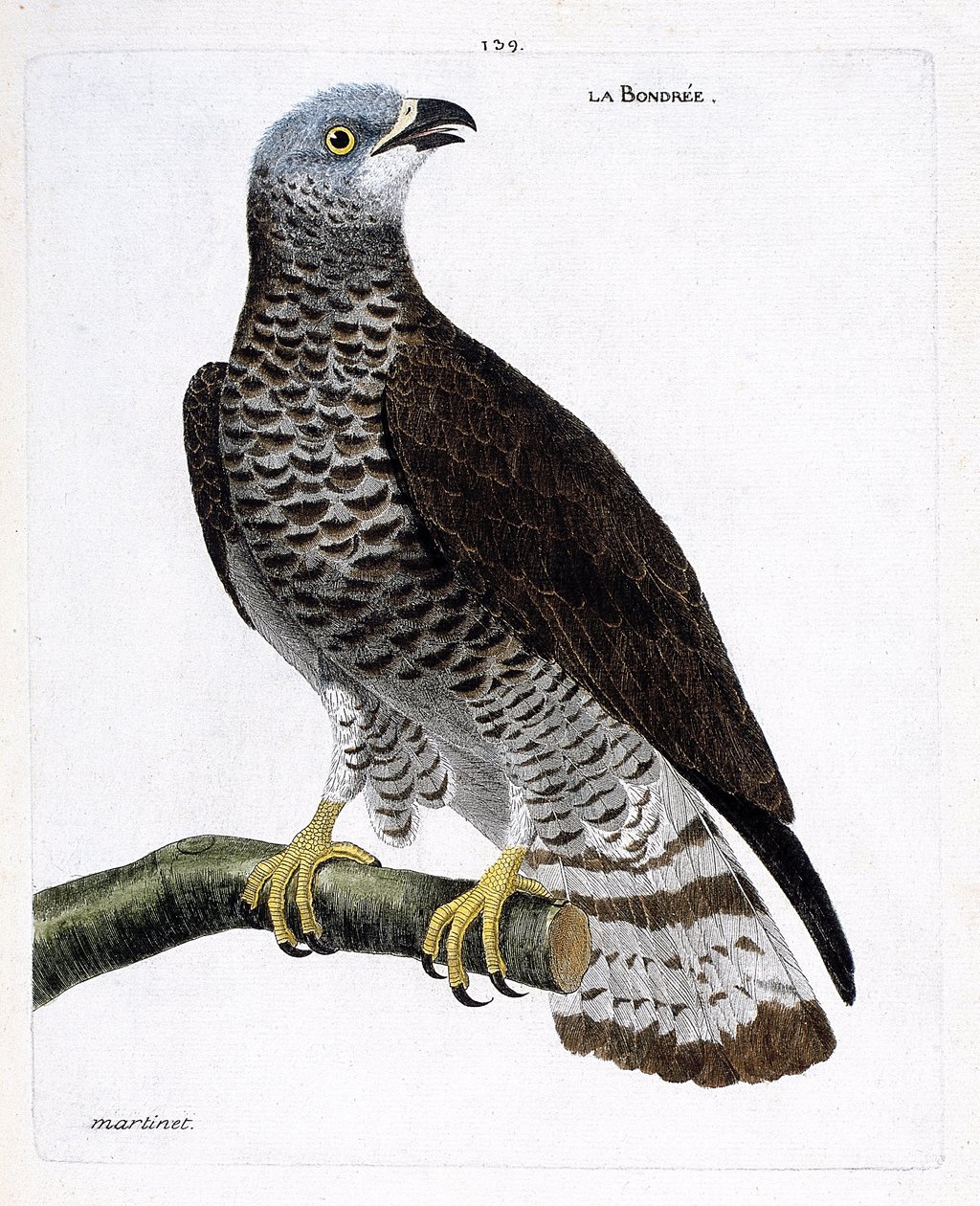 Zoological chart (ornithology): the bondree on a branch. Illustration in 