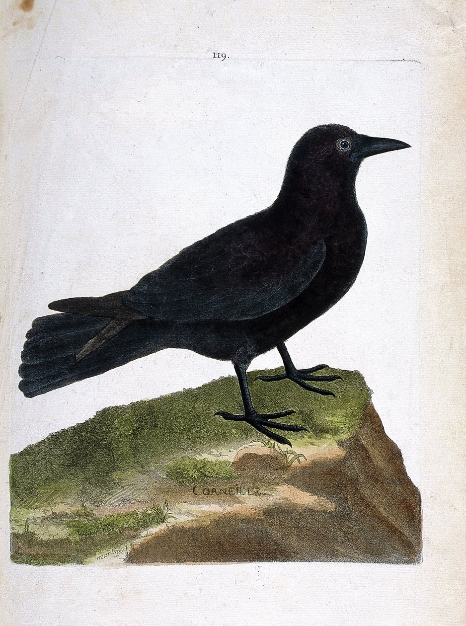 Zoological chart (ornithology): the crow (black crow or corvus corone). Illustration in 