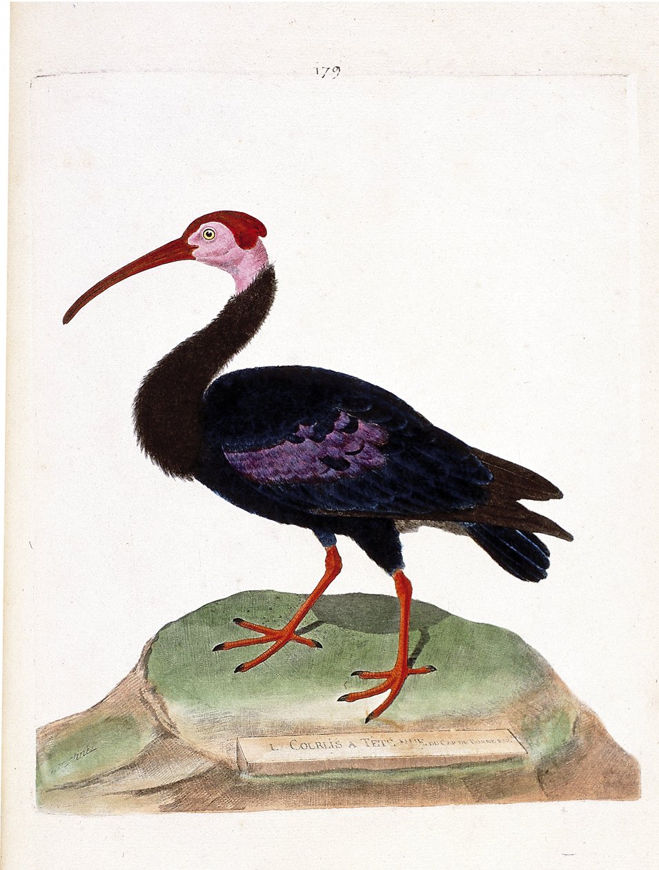 Zoological chart (ornithology): curlew with a bare head of the cap of good hope (ibis du cap or geronticus calvus). Illustration in 