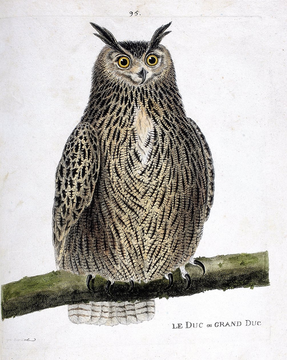 Zoological chart (ornithology): the duke or grand duke (grand duke or bubo bubo) on a branch. Illustration in 