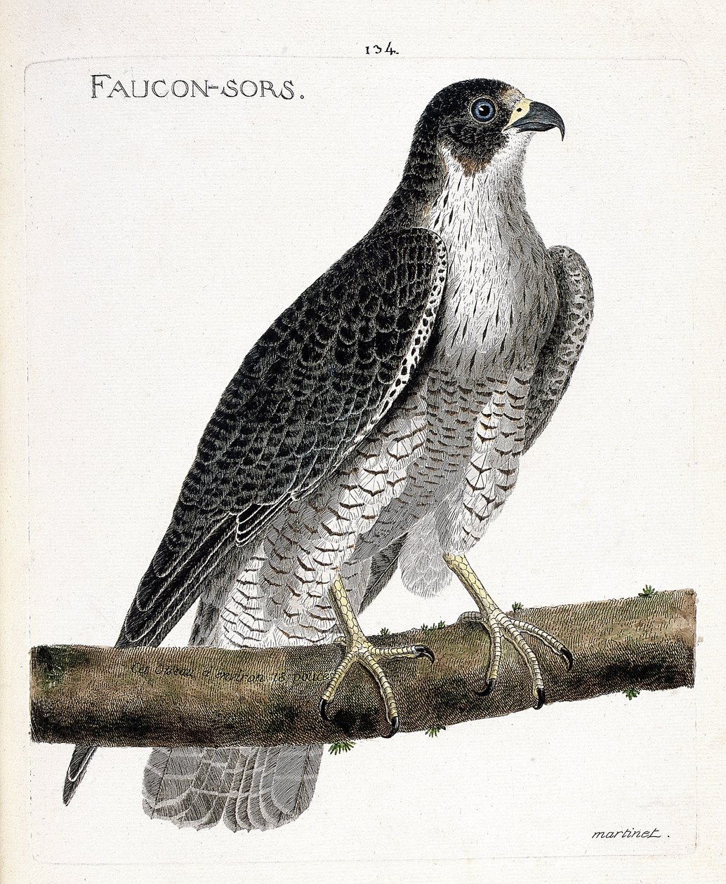 Zoological chart (ornithology): the falcon comes out or falcon out (pelerine falcon or falco peregrinus) on a branch. Illustration in 