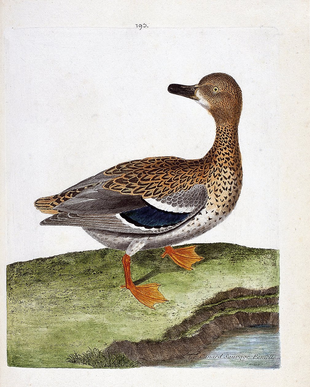 Zoological chart (ornithology): the female wild duck (mallard duck or anas platyrhynchos). Illustration in 