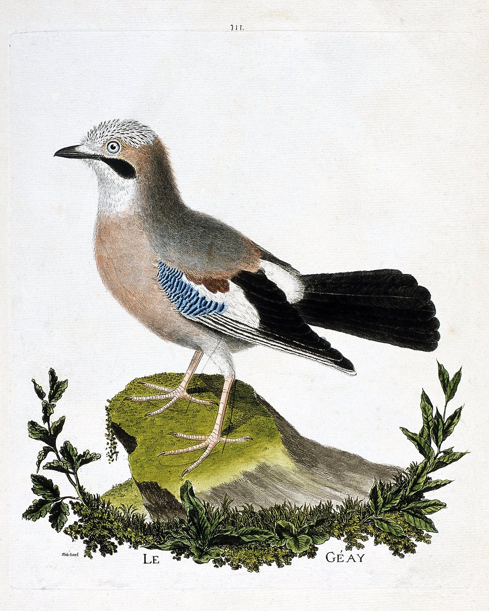 Zoological chart (ornithology): the geay (channel jay or garrulus glandarius). Illustration in “The History of the Birds, Painted in Their Appearing and Sensitive Aspects” by Francois Nicolas Martinet