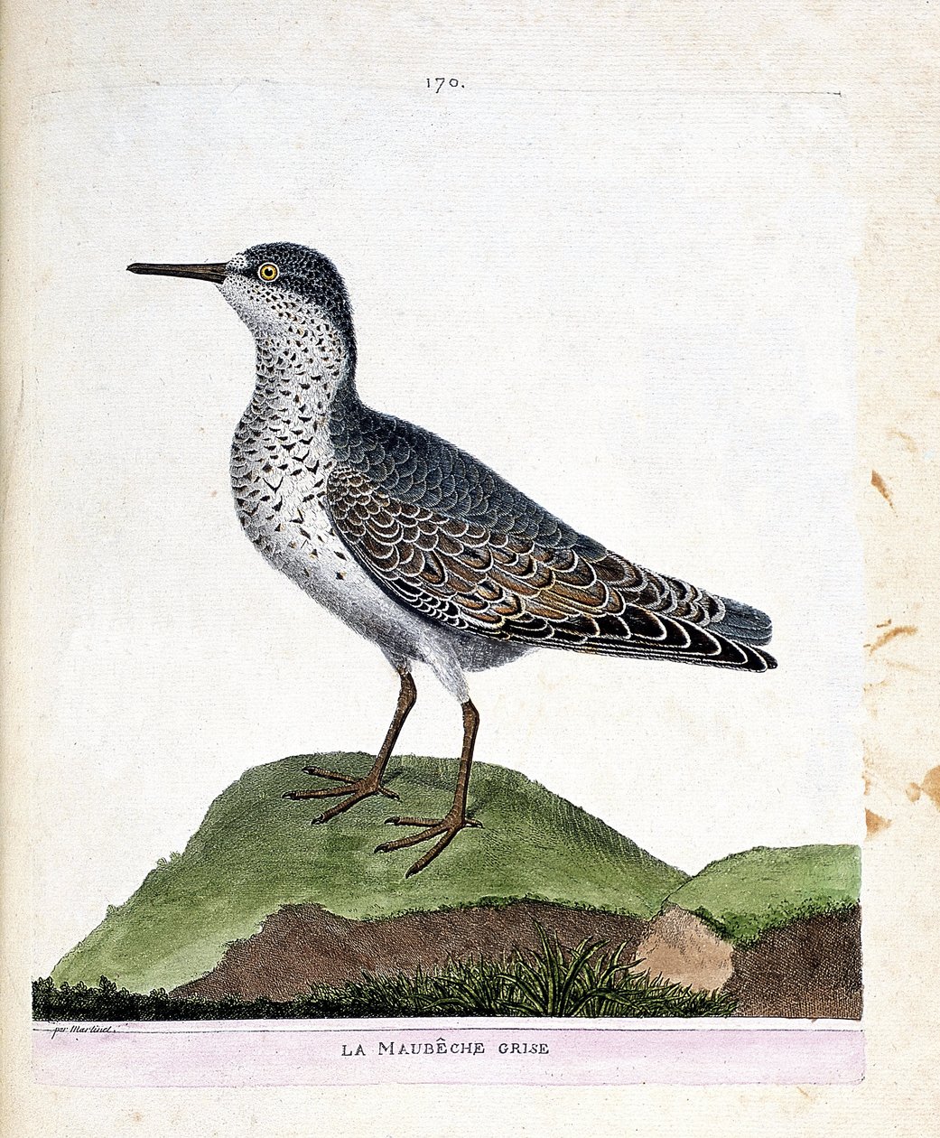 Zoological chart (ornithology): the grey maubeche. Illustration in 