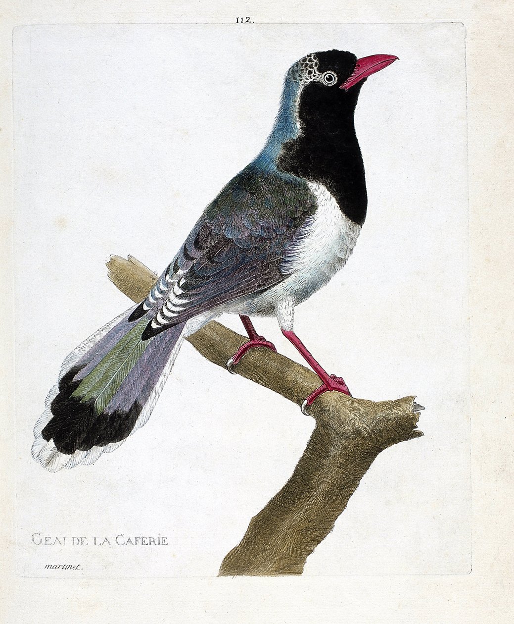 Zoological Chart (Ornithology): The Jay of the Coffee Shop (Red-Beaked Pirolla or Urocissa Erythrorhyncha). Illustration in 