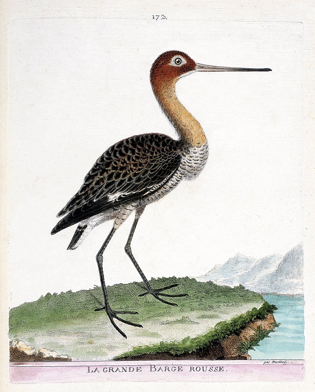 Zoological chart (ornithology): the large red barge (black-tailed barge or limosa limosa). Illustration in 