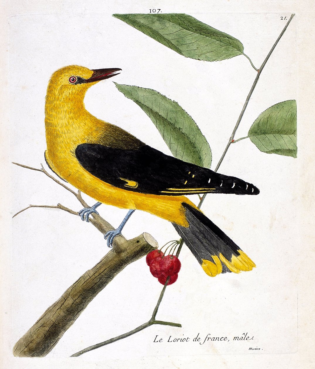 Zoological chart (ornithology): the male French loriot on a branch. Illustration in 