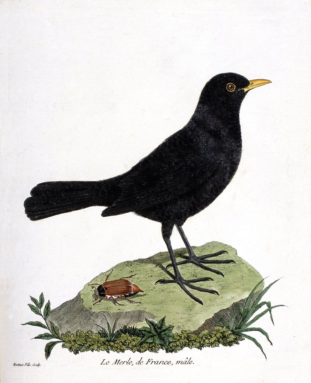 Zoological chart (ornithology): the male blackbird (black blackbird or turdus merula). Illustration in 