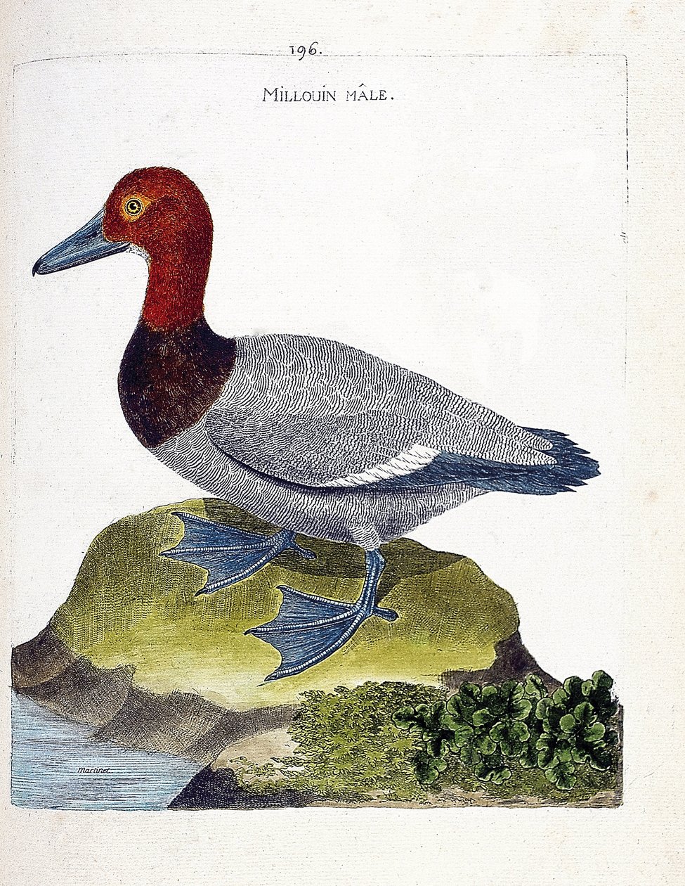 Zoological chart (ornithology): male millouin (scaup or Aythia ferina). Illustration in 