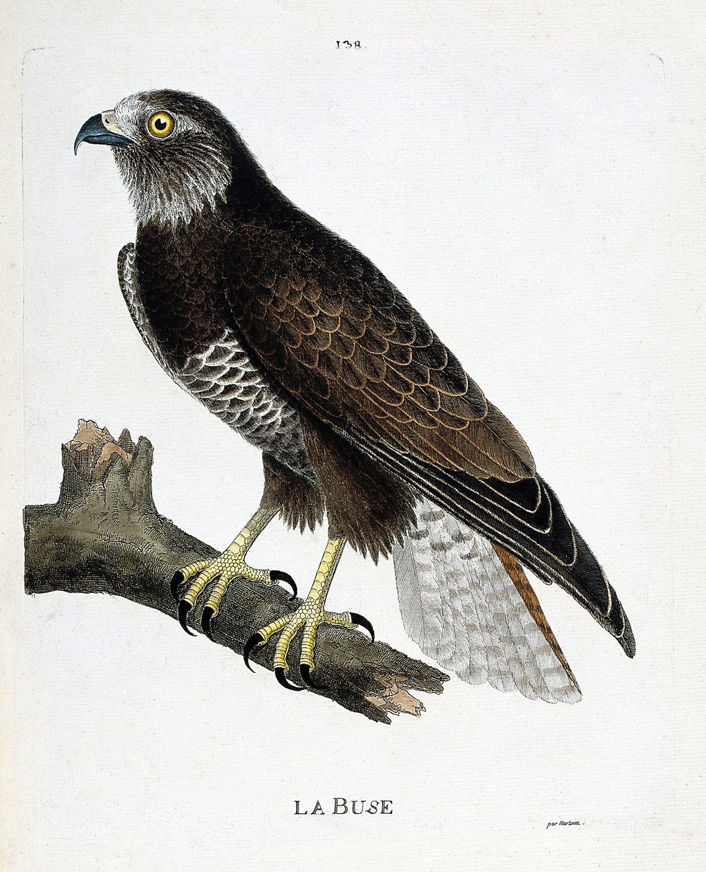 Zoological chart (ornithology): the nozzle (variable nozzle or buteo buteo) on a branch. Illustration in 