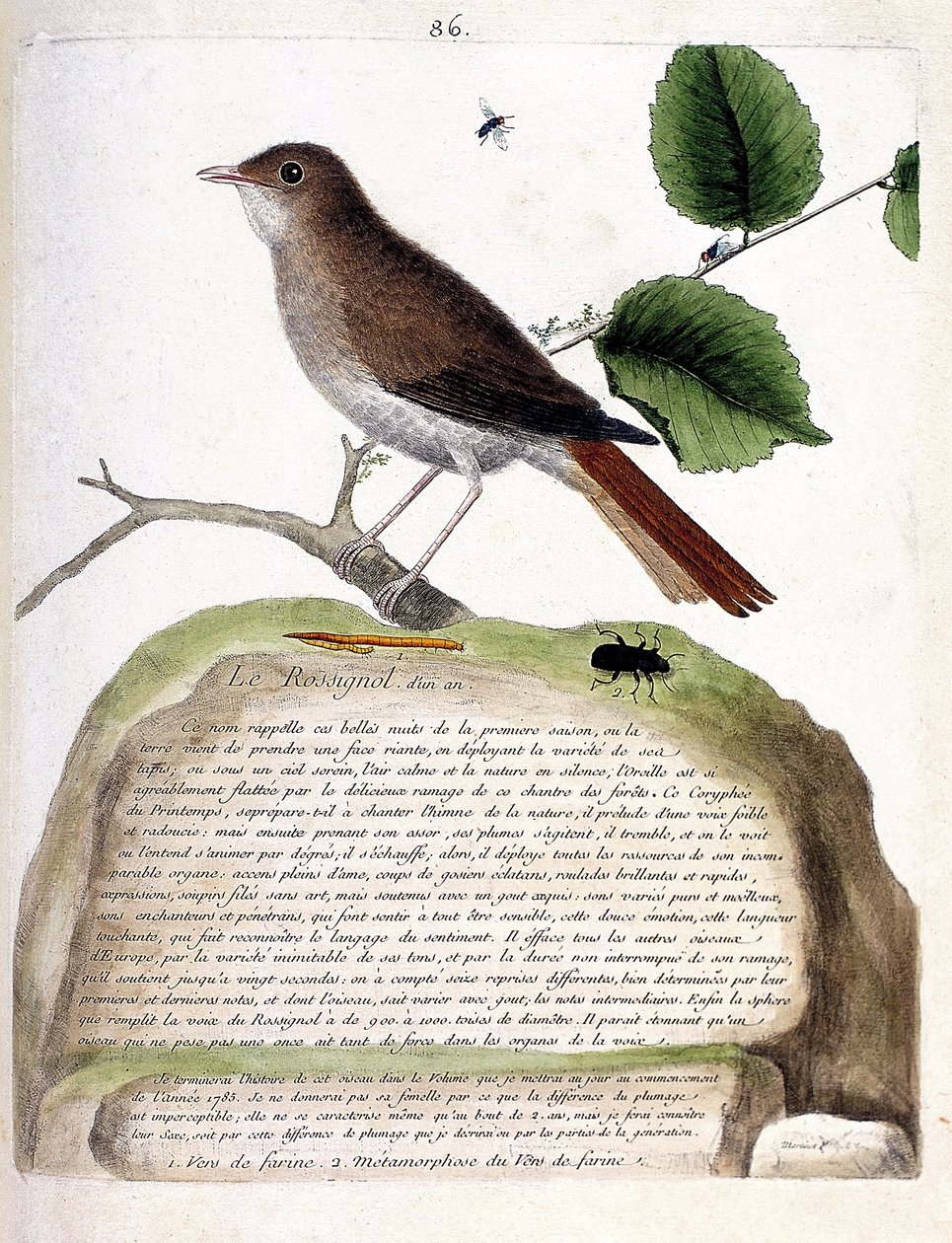Zoological Chart (Ornithology): The One-Year-Old Nightingale (Nightingale or Luscinia Megarhynchos) on a Branch. Illustration in 