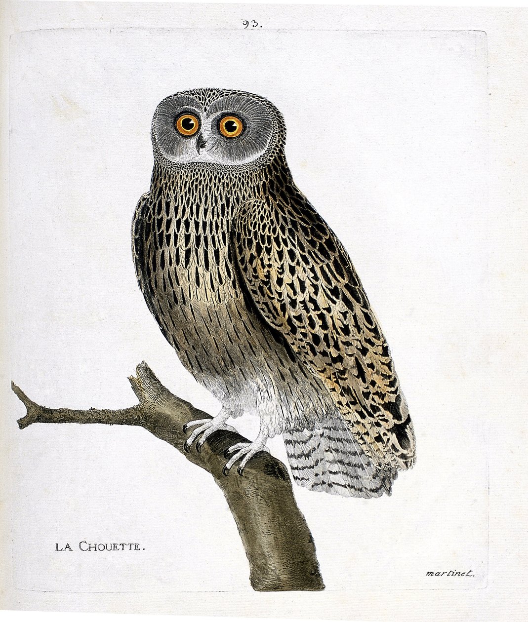 Zoological chart (ornithology): the owl (hulotte owl or strix aluco) on a branch. Illustration in 