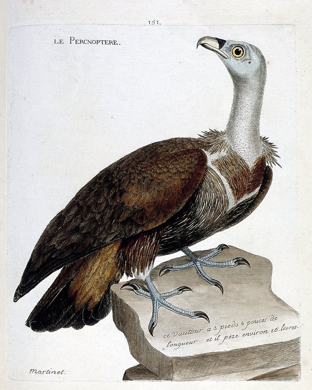 Zoological chart (ornithology): the percnoptere (fawn vulture or fulvus gyps). Illustration in 