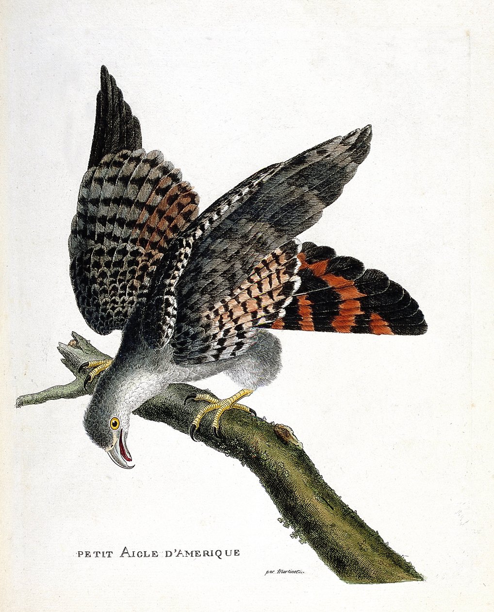 Zoological Chart (Ornithology): The Small American Eagle (Buffon Busard or Circus Buffoni) on a Branch. Illustration in 